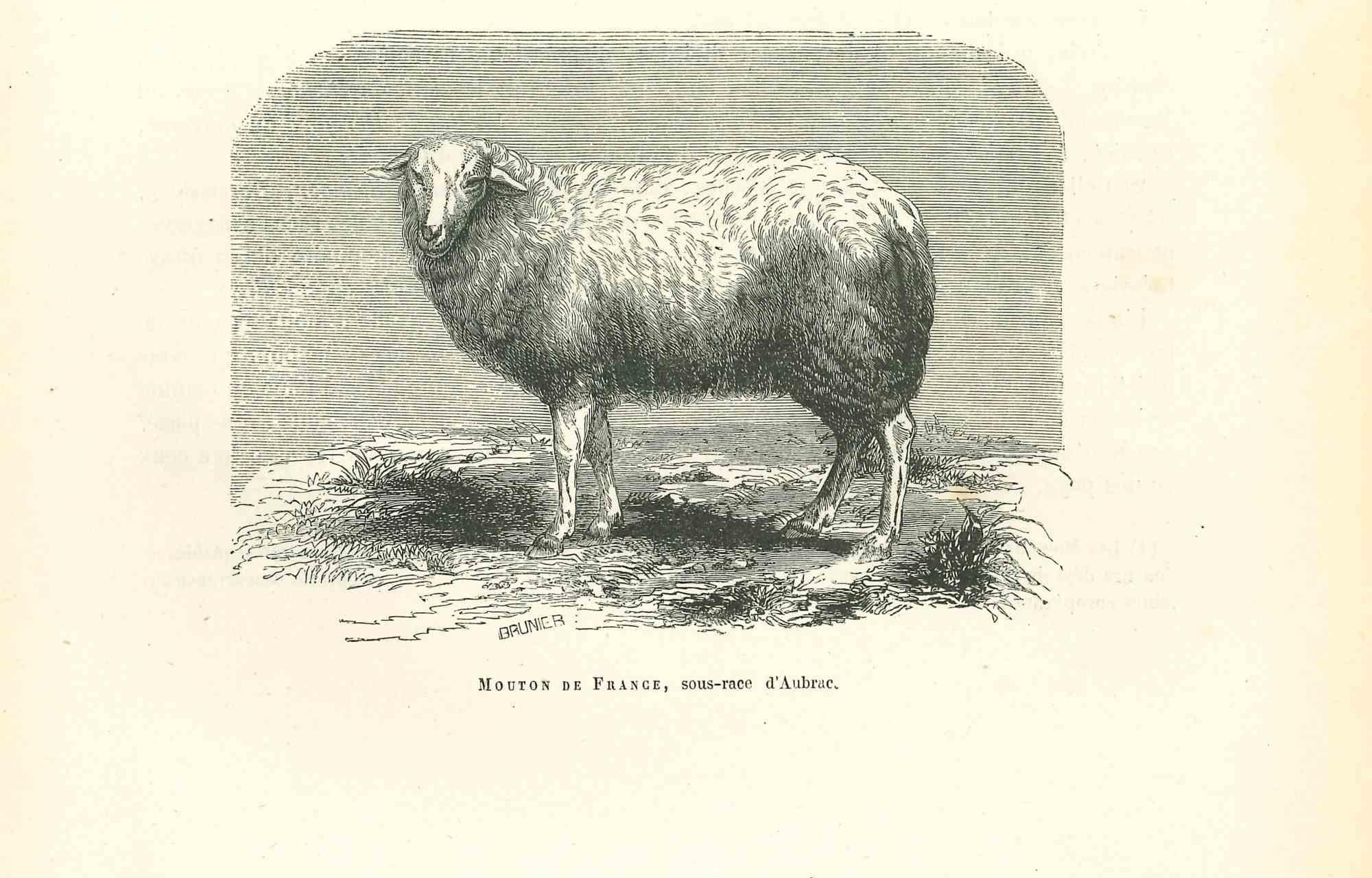 mouton dore animal