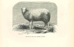 The Sheep - Original Lithograph by Paul Gervais - 1854