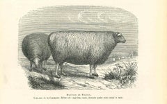 The Sheep - Original Lithograph by Paul Gervais - 1854