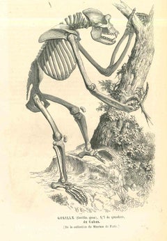 Le squelette  Lithographie de Paul Gervais - 1854