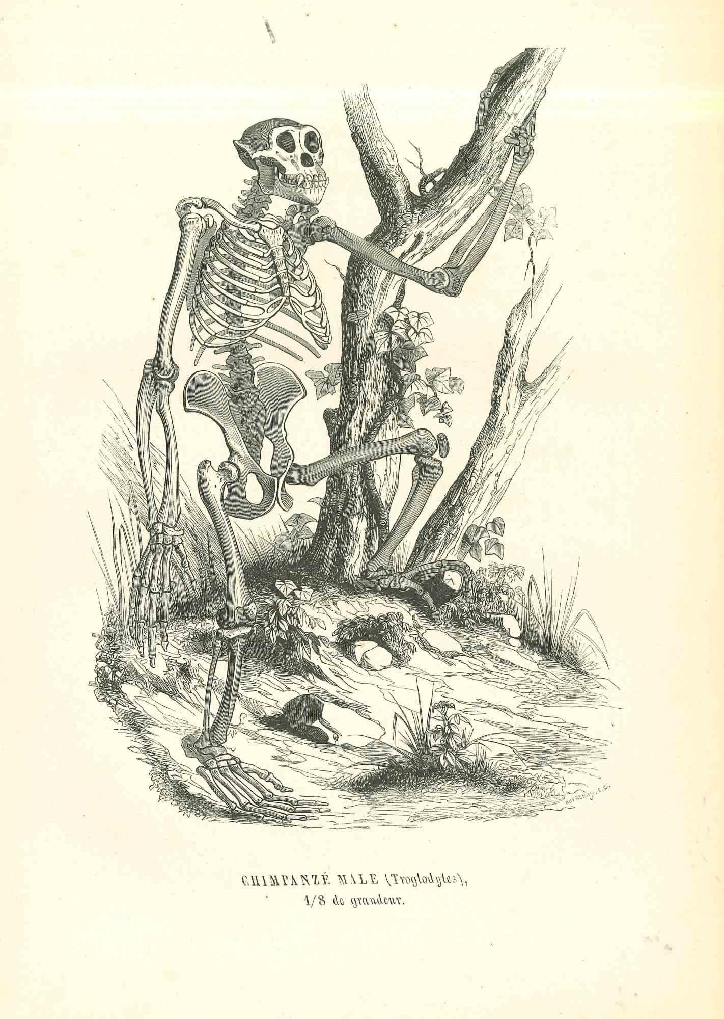 skeleton holding camera