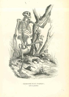 Le squelette - Lithographie de Paul Gervais - 1854