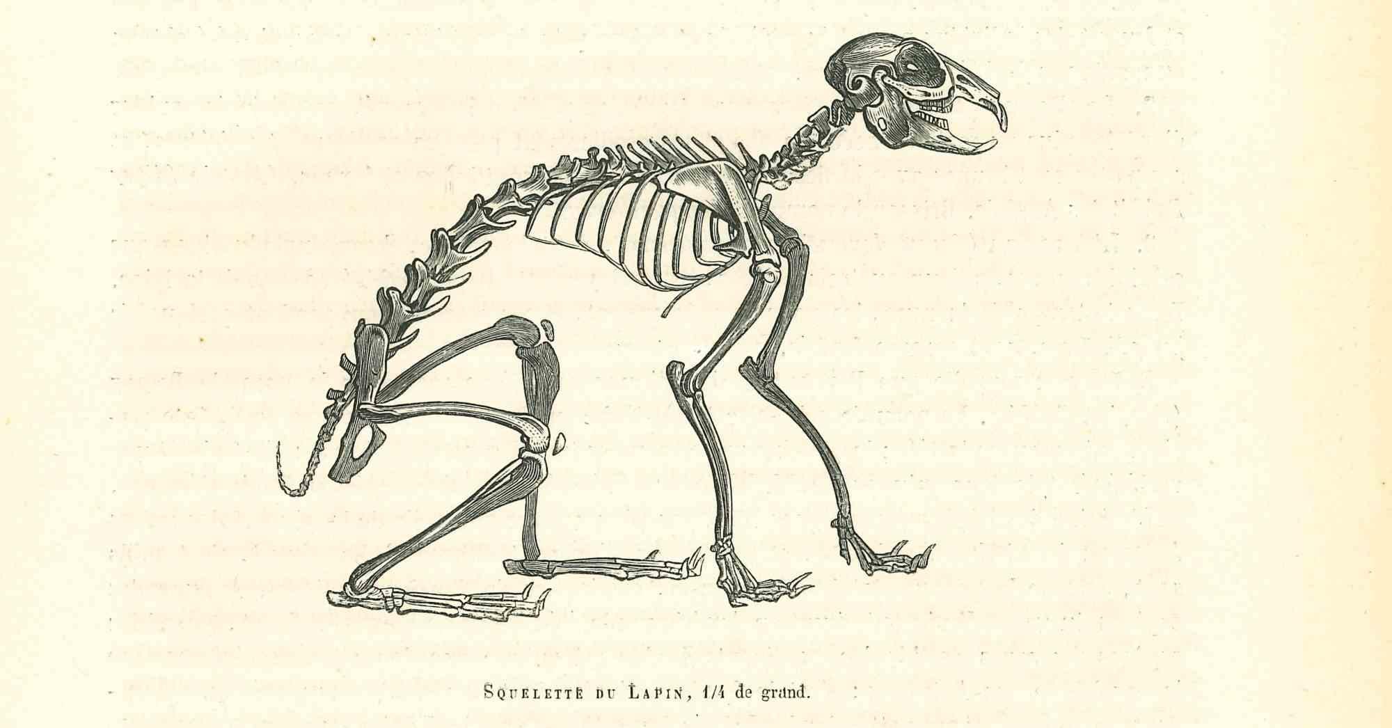 mongoose skeleton