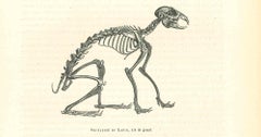 Skulptur des Skeletts - Lithographie von Paul Gervais - 1854