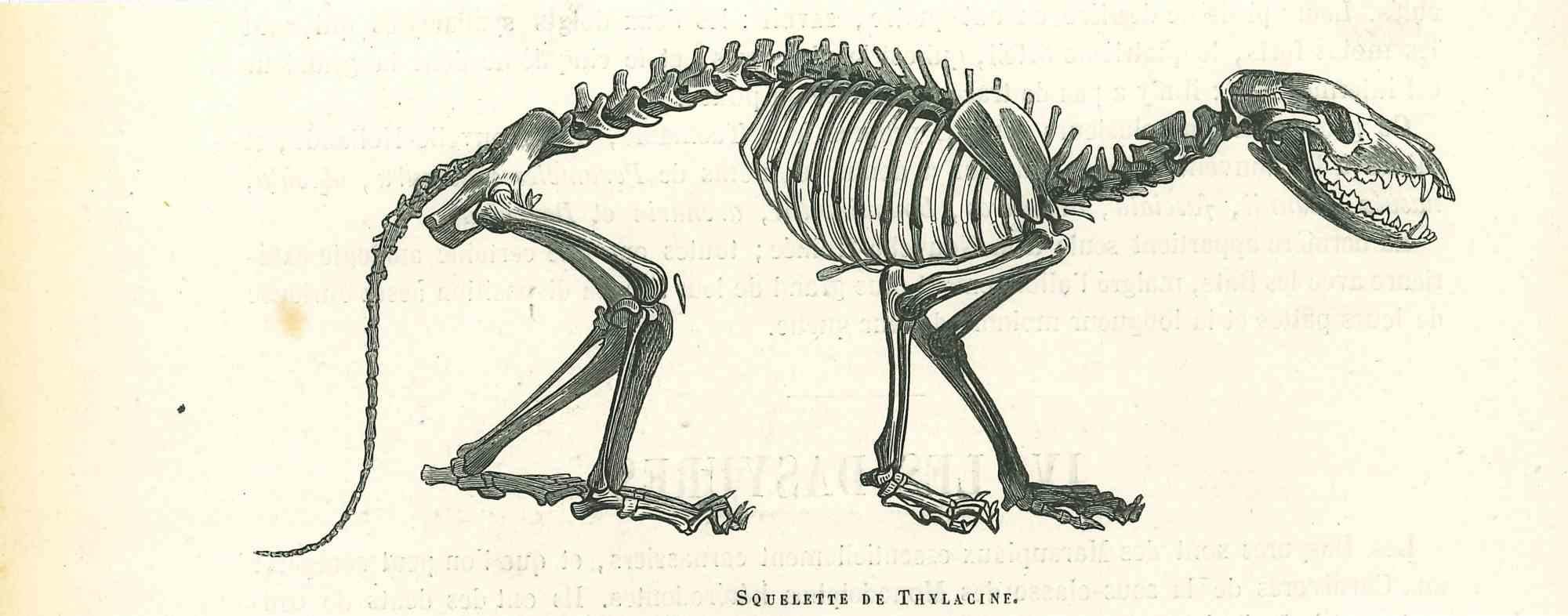 The Skeleton -  Lithograph by Paul Gervais - 1854