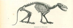 Used The Skeleton -  Lithograph by Paul Gervais - 1854