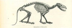 The Skeleton -  Lithograph by Paul Gervais - 1854