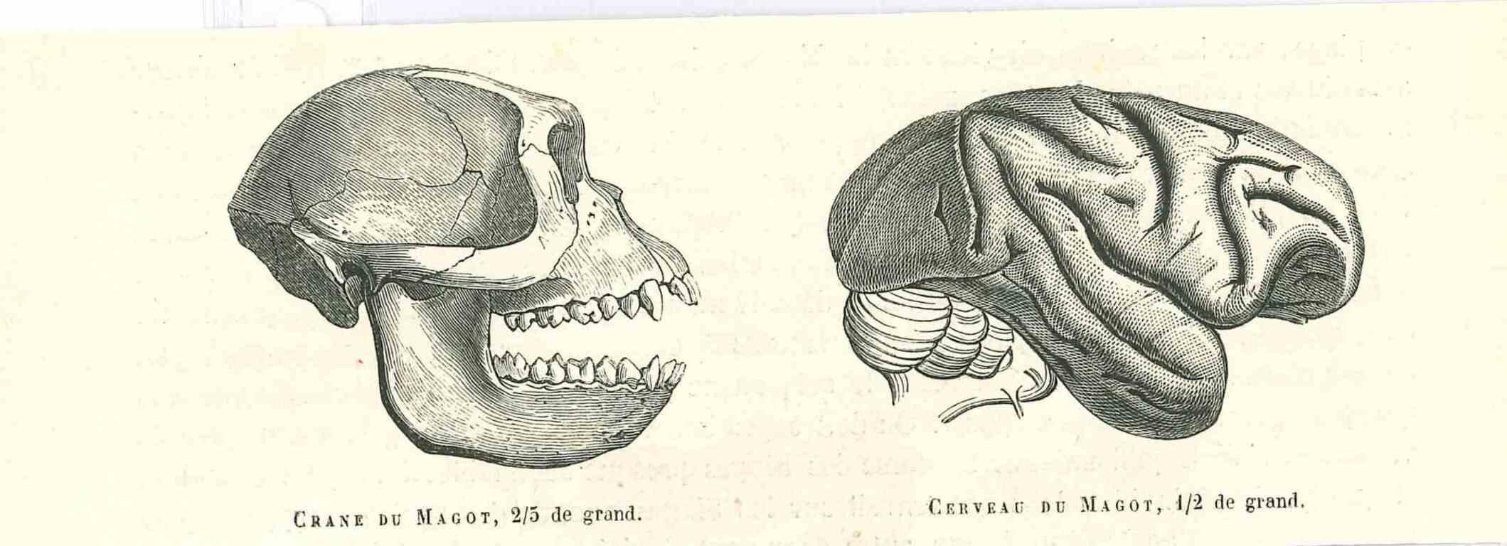 types of mankind 1854