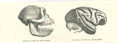 The Skull and Brain of an Ape - Original Lithograph by Paul Gervais - 1854