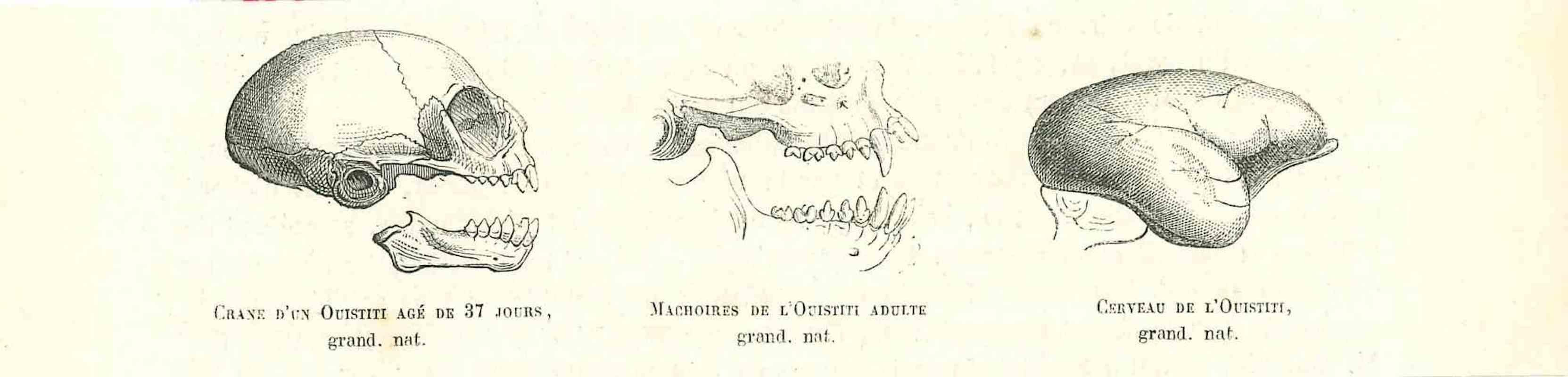 The Skull and Brain is an original lithograph on ivory-colored paper, realized by Paul Gervais (1816-1879). The artwork is from The Series of "Les Trois Règnes de la Nature", and was published in 1854.

Good conditions.

Titled on the lower. With