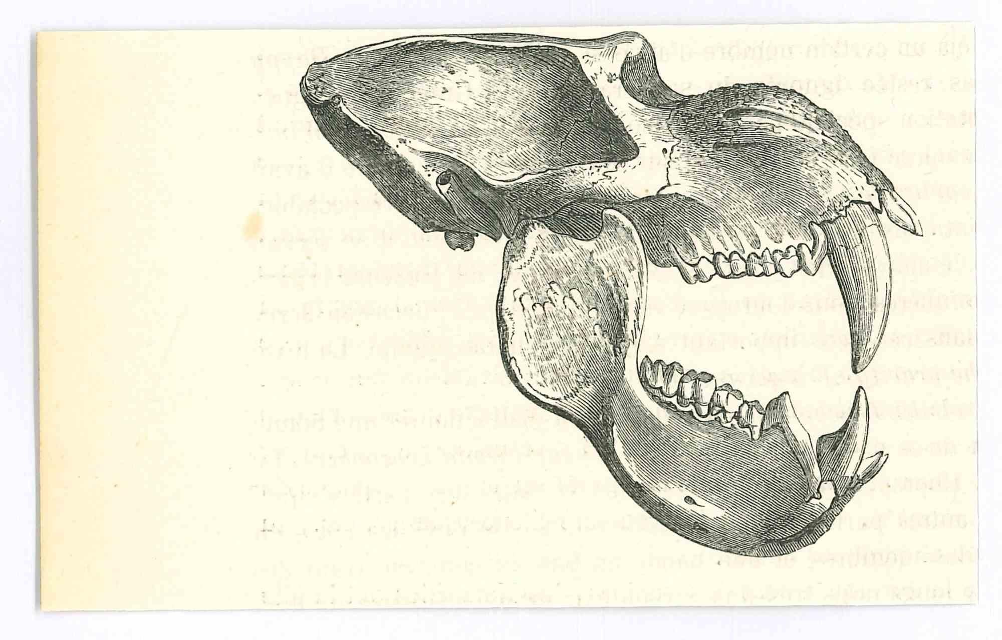 Le crâne - Lithographie originale de Paul Gervais - 1854