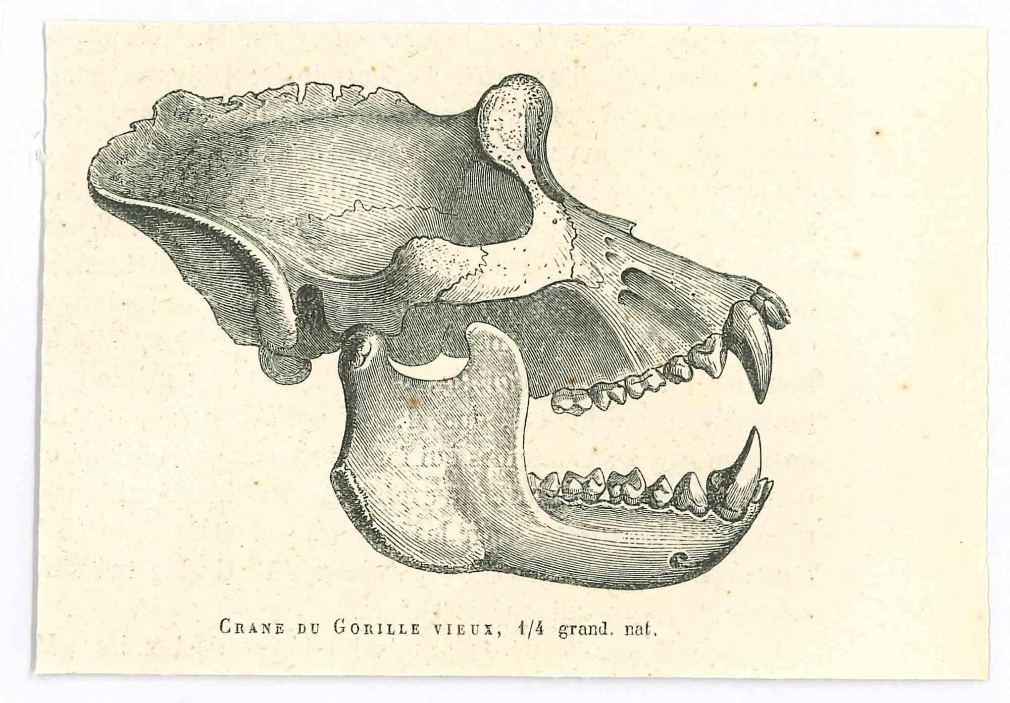 The Skull is an original lithograph on ivory-colored paper, realized by Paul Gervais (1816-1879). The artwork is from The Series of "Les Trois Règnes de la Nature", and was published in 1854.

Good conditions.

Titled on the lower. With the notes on