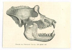 Der Totenkopf – Originallithographie von Paul Gervais – 1854