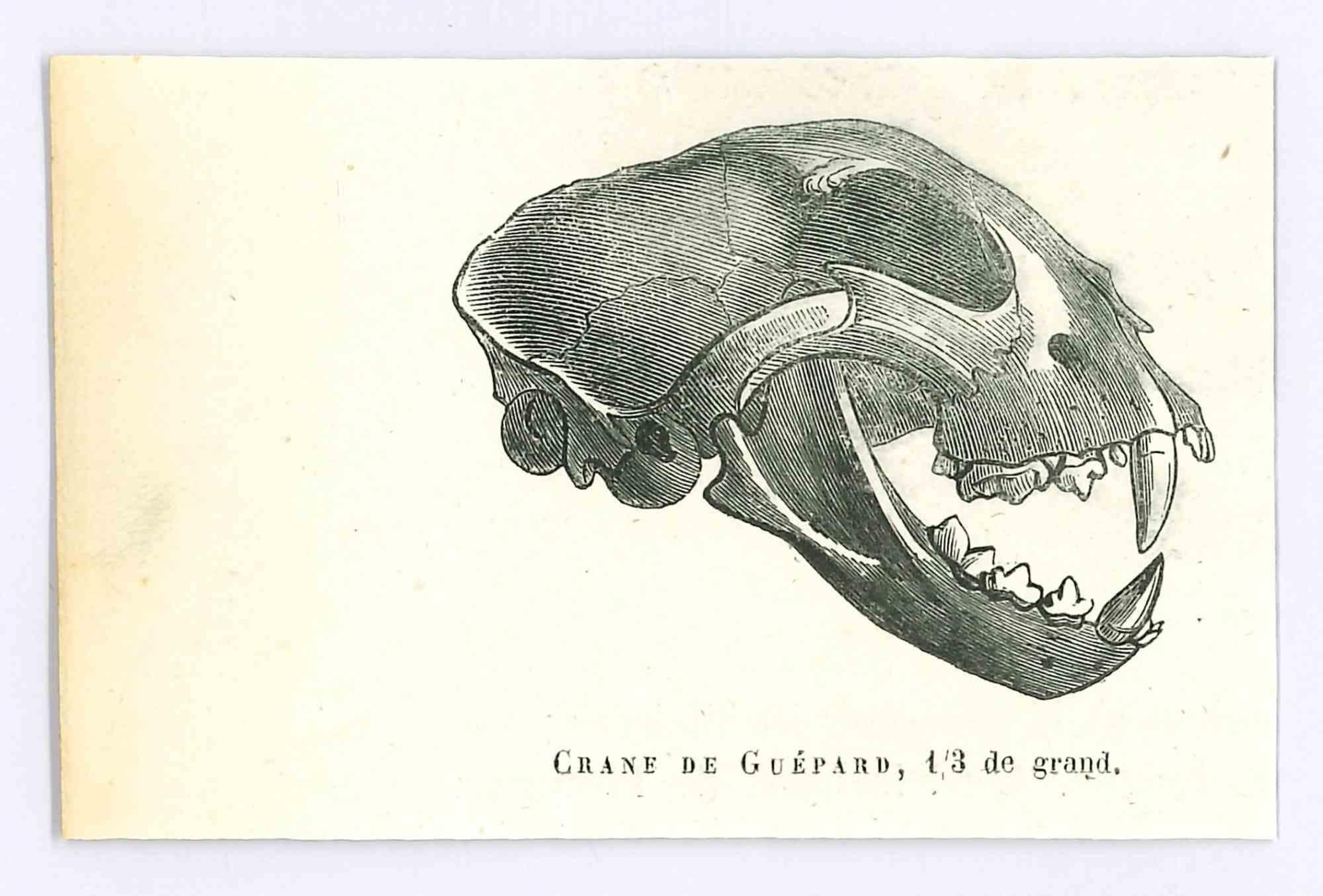 Il Teschio è una litografia originale su carta color avorio, realizzata da Paul Gervais (1816-1879). L'opera è tratta dalla serie "Les Trois Règnes de la Nature" ed è stata pubblicata nel 1854.

Buone condizioni.

Titolato in basso. Con le note sul