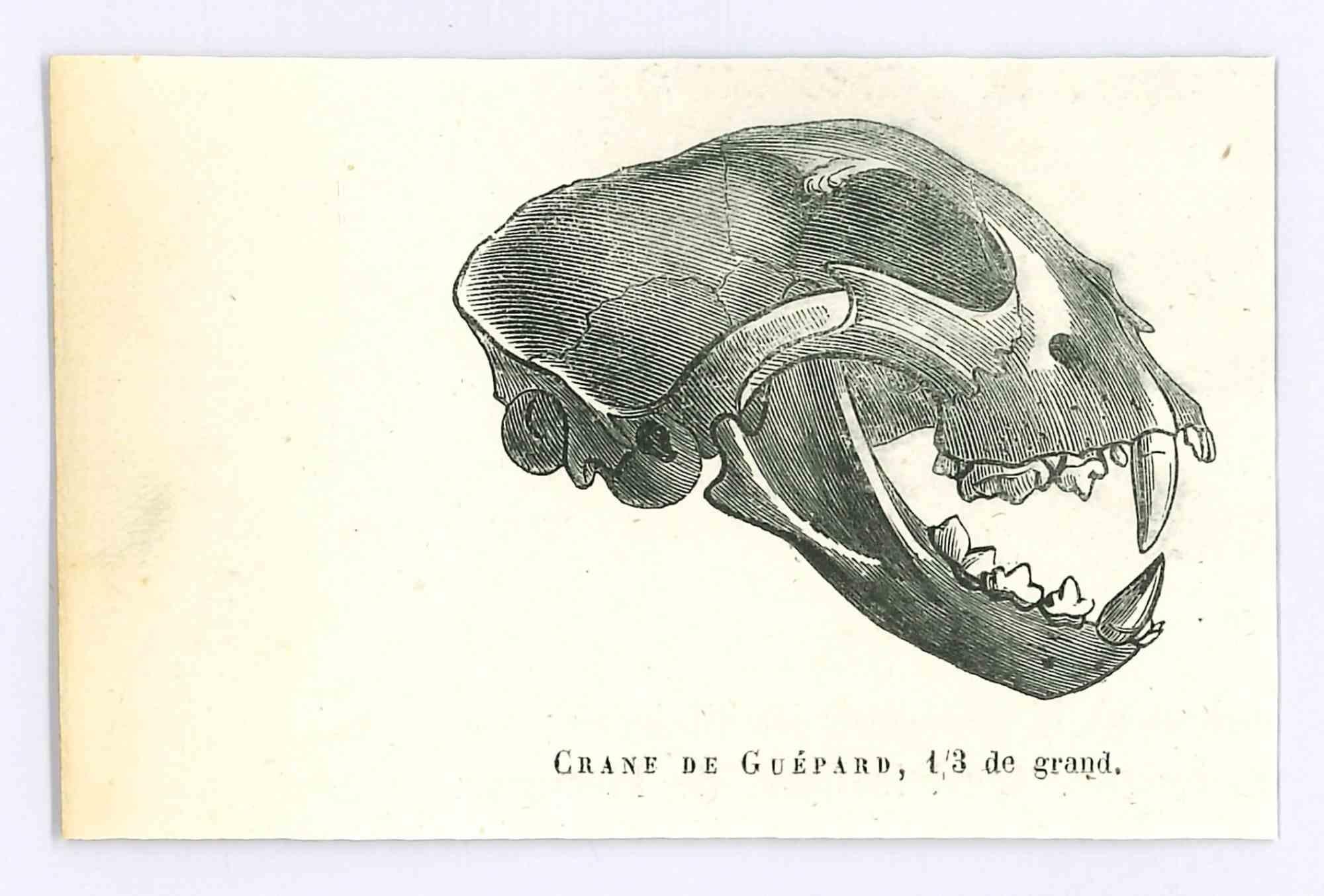 Le crâne - Lithographie originale de Paul Gervais - 1854