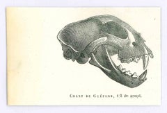 Antique The Skull - Original Lithograph by Paul Gervais - 1854