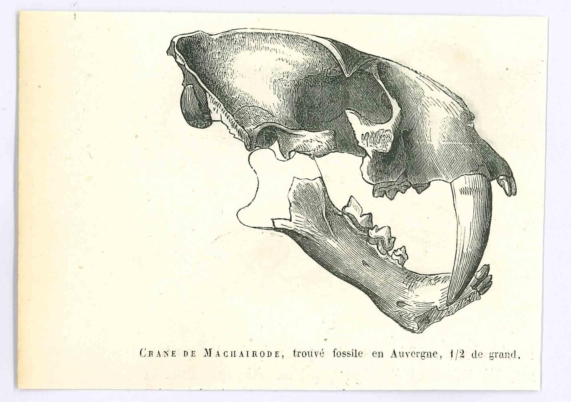 The Skull - Original Lithograph by Paul Gervais - 1854