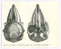 The Skull - Lithograph by Paul Gervais - 1854