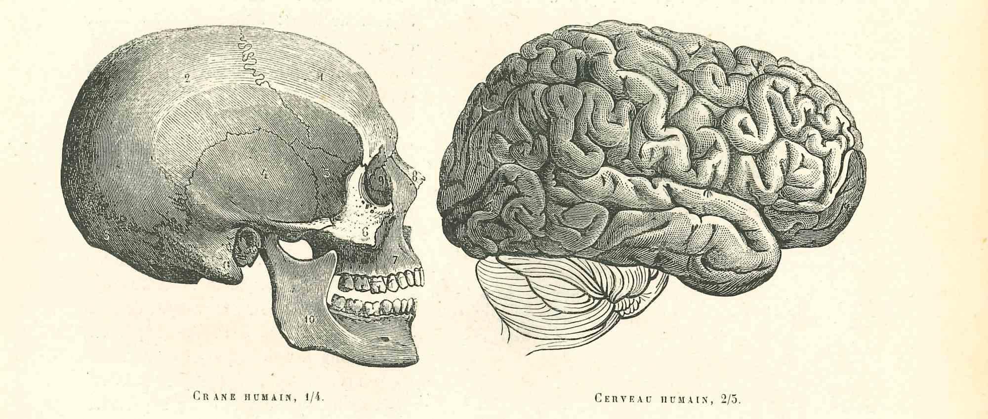 The Skull is an original lithograph on ivory-colored paper, realized by Paul Gervais (1816-1879). The artwork is from The Series of "Les Trois Règnes de la Nature", and was published in 1854.

Good conditions.

Titled on the lower. With the notes on