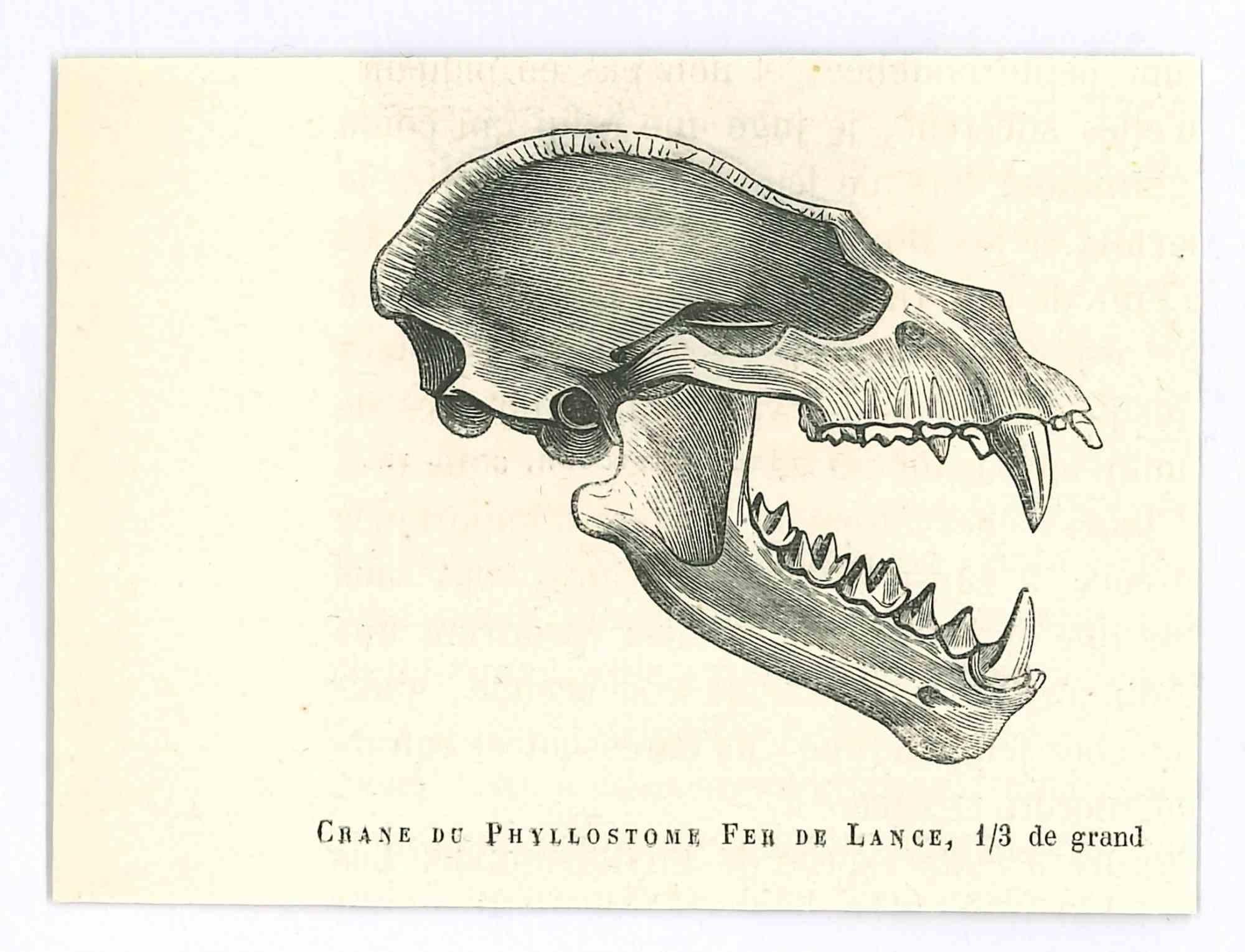 skull lithograph