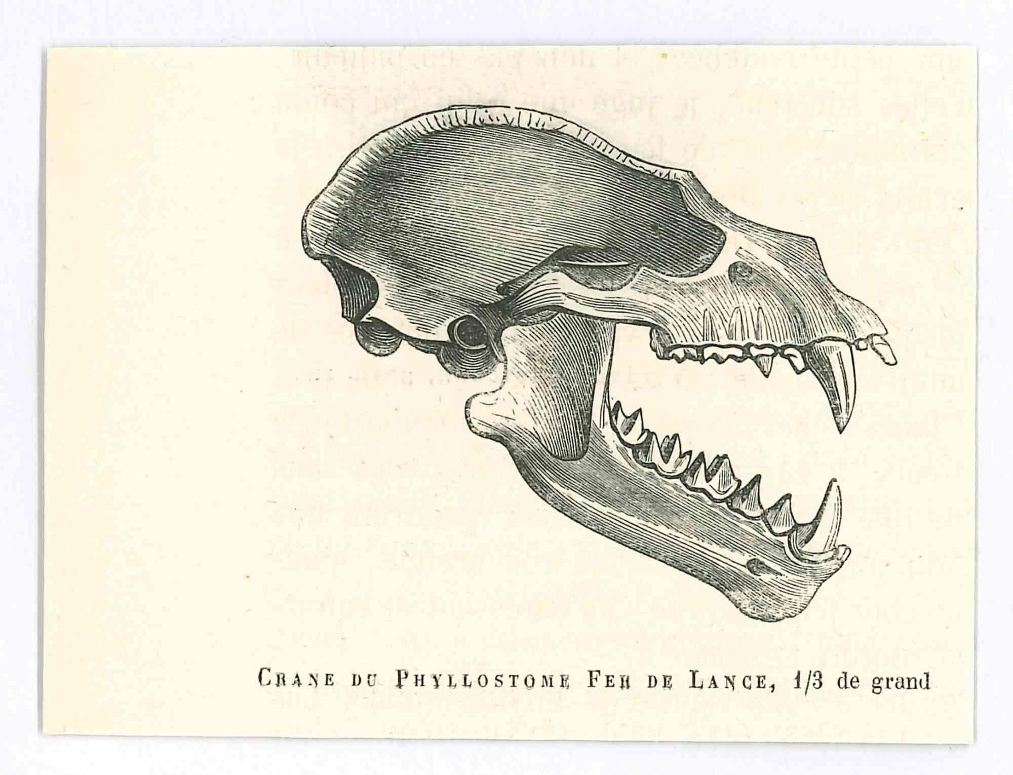 Il teschio - Litografia originale di Paul Gervais - 1854