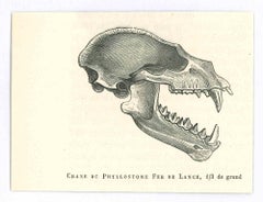 The Skull - Original Lithograph by Paul Gervais - 1854