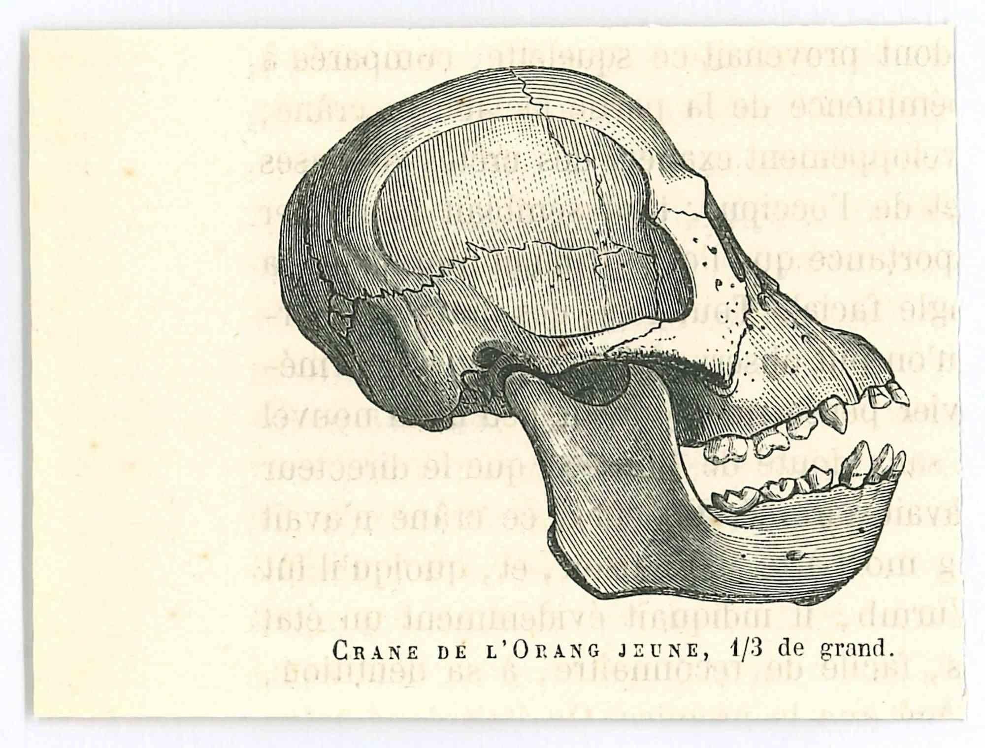 Le crâne - Lithographie originale de Paul Gervais - 1854