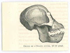 The Skull - Original Lithograph by Paul Gervais - 1854