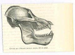Antique The Skull - Original Lithograph by Paul Gervais - 1854