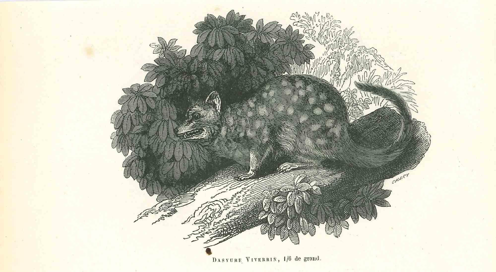 The Spotted Mouse - Original Lithograph by Paul Gervais - 1854