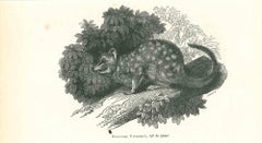 La souris tachetée - Lithographie originale de Paul Gervais - 1854