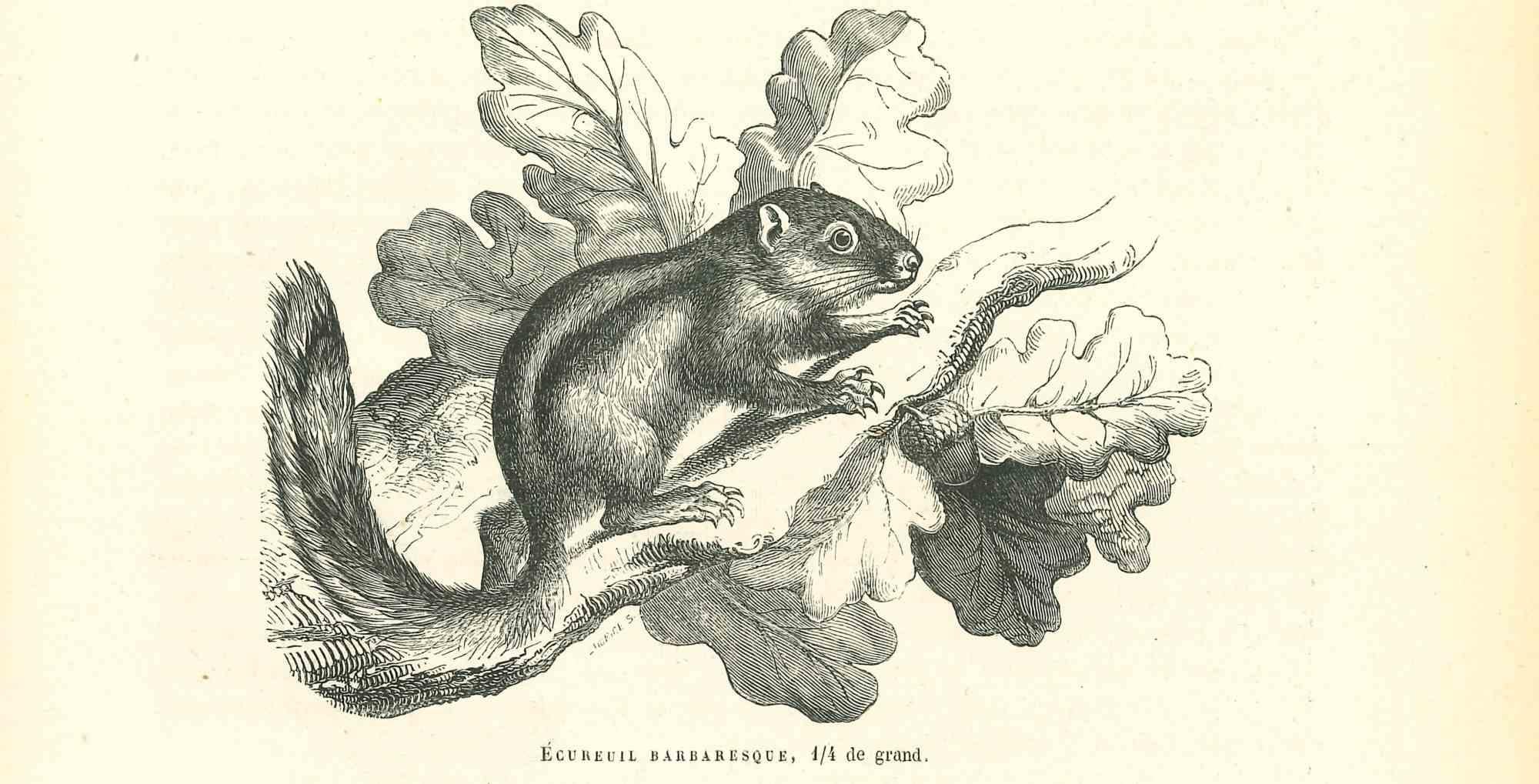The Squirrel is an original lithograph on ivory-colored paper, realized by Paul Gervais (1816-1879). The artwork is from The Series of "Les Trois Règnes de la Nature", and was published in 1854.

Good conditions.

Titled on the lower. With the notes