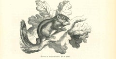 Antique The Squirrel - Original Lithograph by Paul Gervais - 1854