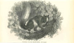 Le écureuil - Lithographie originale de Paul Gervais - 1854