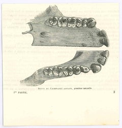 Les dents - Lithographie originale de Paul Gervais - 1854