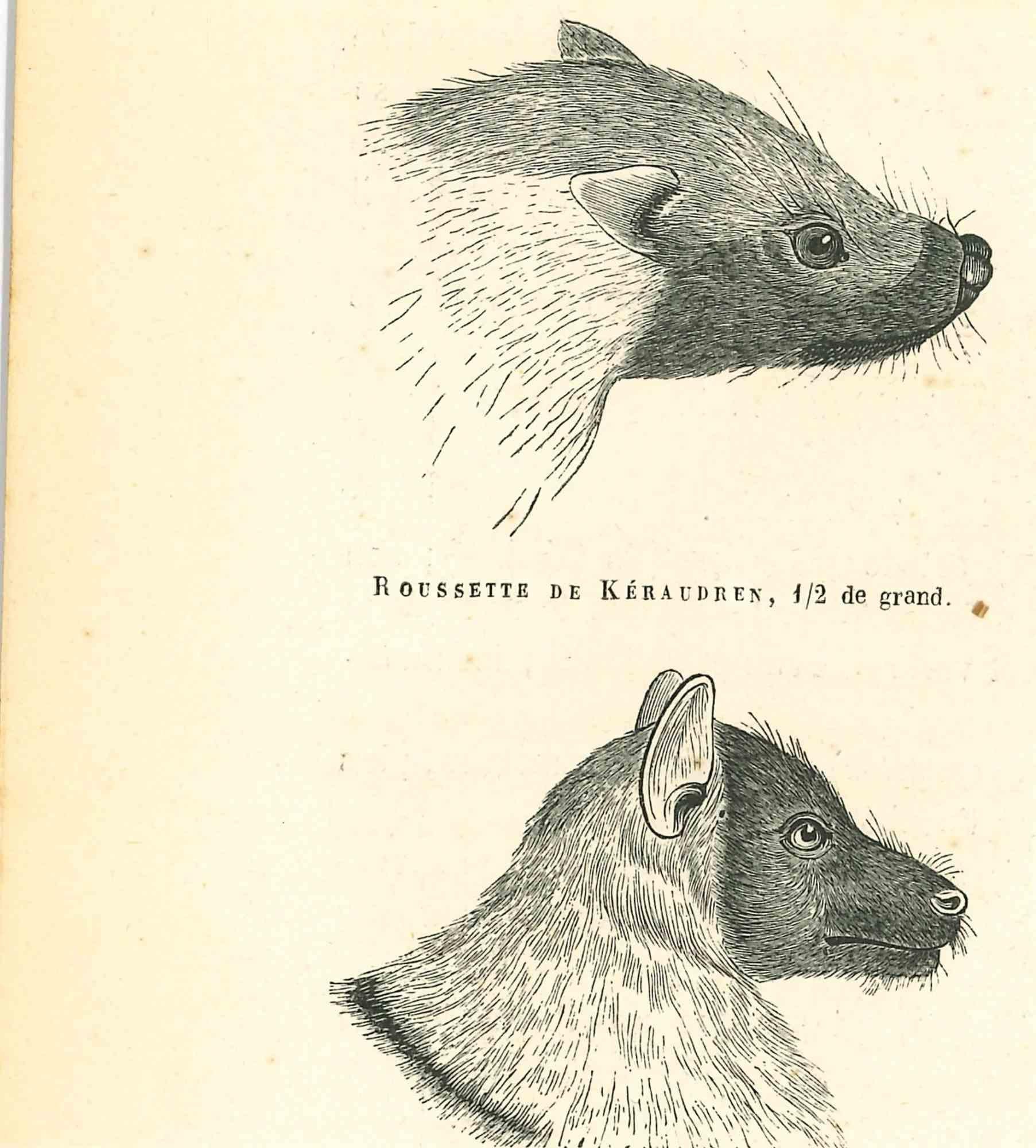 Le loup et le loup  Mouse - Lithographie de Paul Gervais - 1854