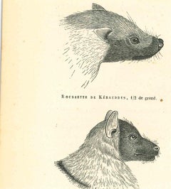 „Der Wolf und der  Mouse - Lithographie von Paul Gervais – 1854