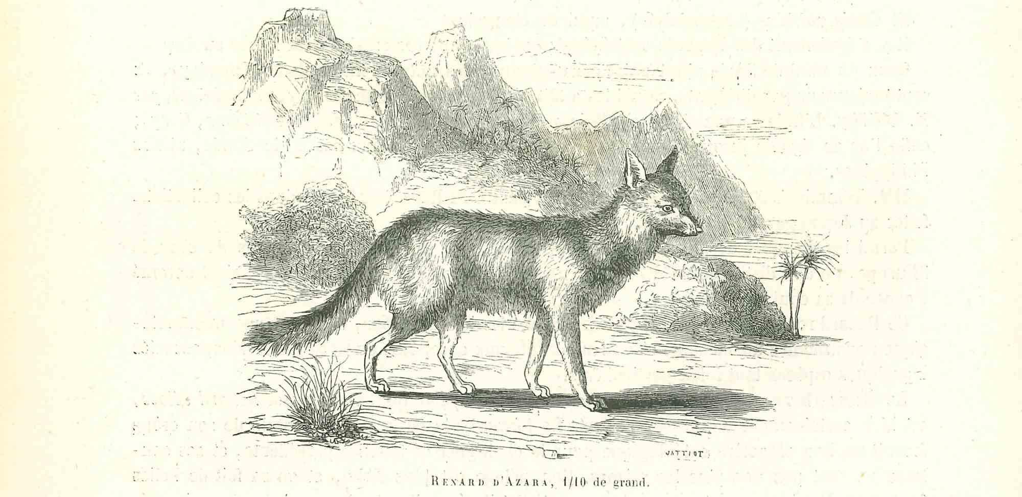 The Wolf - Original Lithograph by Paul Gervais - 1854