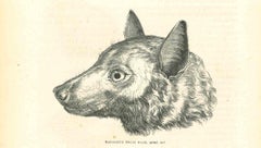 Antique The Wolf - Lithograph by Paul Gervais - 1854