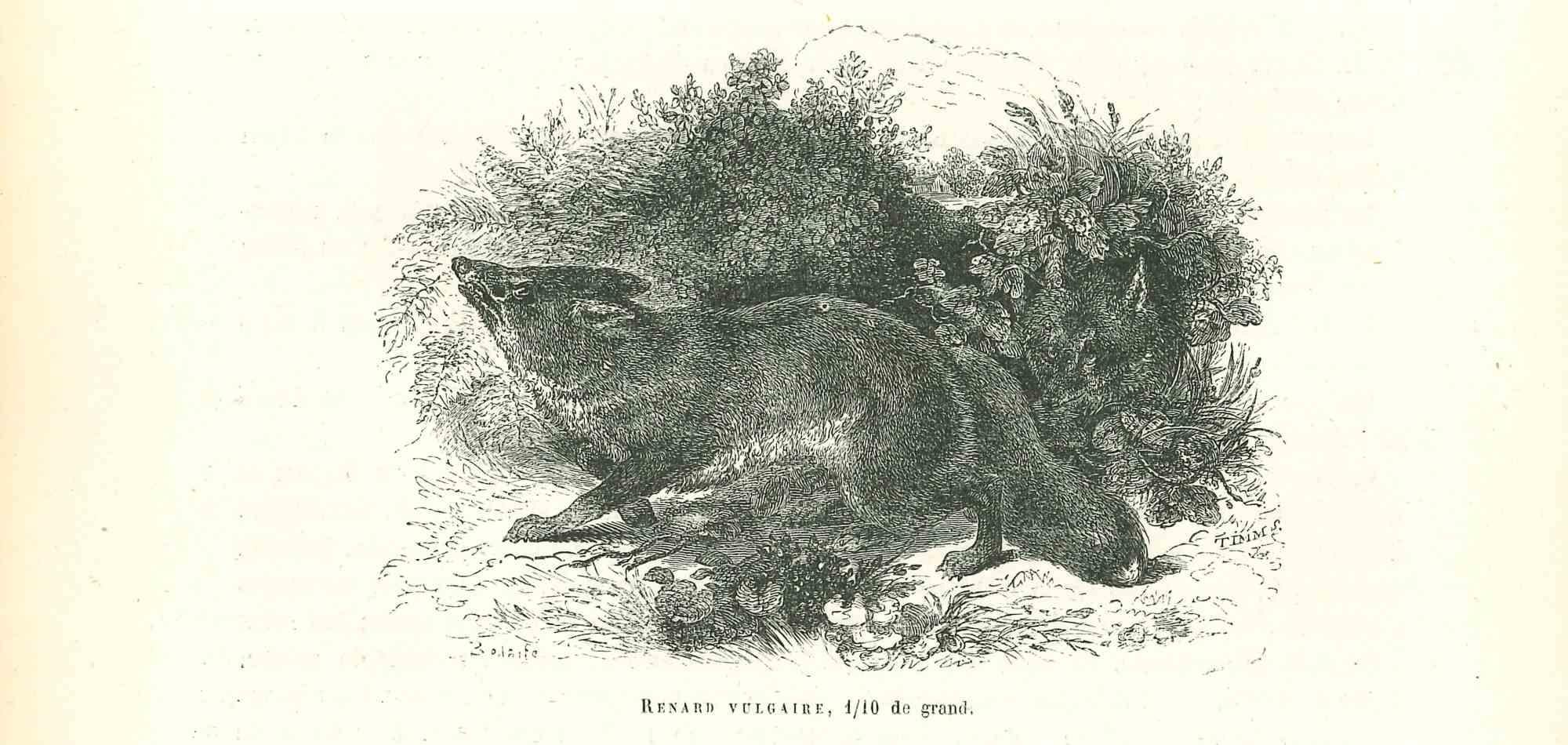 The Wolf is an original lithograph on ivory-colored paper, realized by Paul Gervais (1816-1879). The artwork is from The Series of "Les Trois Règnes de la Nature", and was published in 1854.

Good conditions.

Titled on the lower. With the notes on