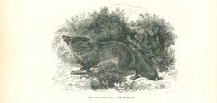 Antique The Wolf - Lithograph by Paul Gervais - 1854