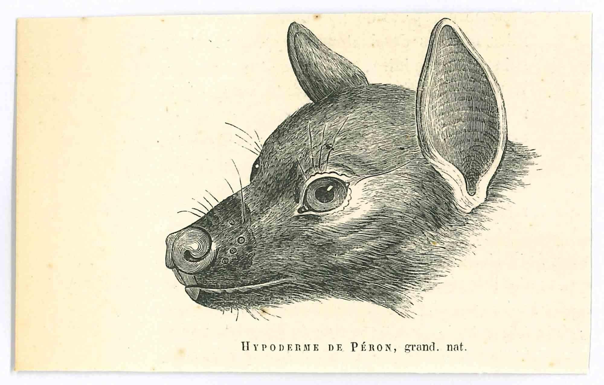 The Wolf - Lithograph by Paul Gervais - 1854