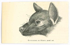 Antique The Wolf - Lithograph by Paul Gervais - 1854