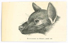 Le loup - Lithographie de Paul Gervais - 1854