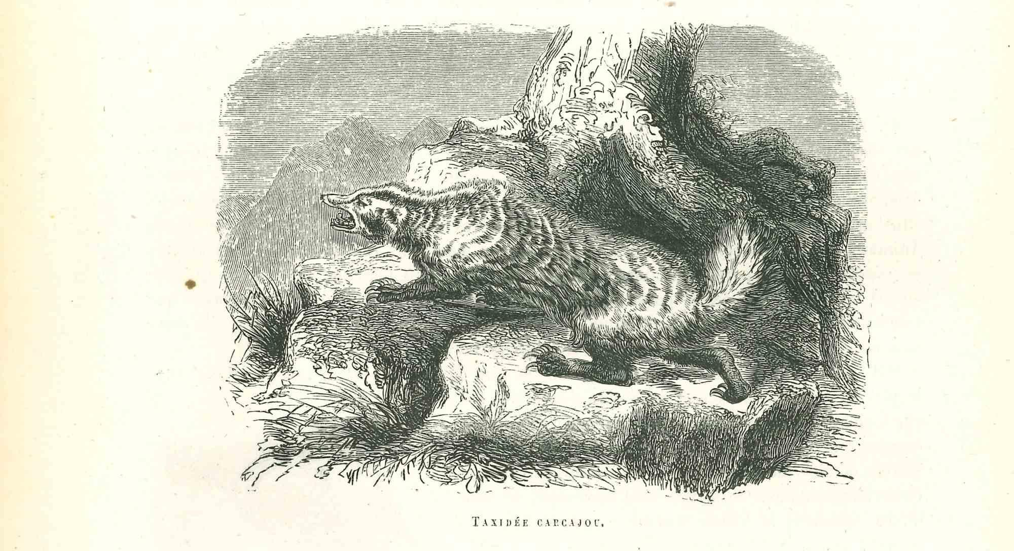 Paul Gervais  Animal Print – The Wolf – Originallithographie von Paul Gervais, 1854