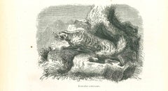 Le loup - Lithographie originale de Paul Gervais - 1854