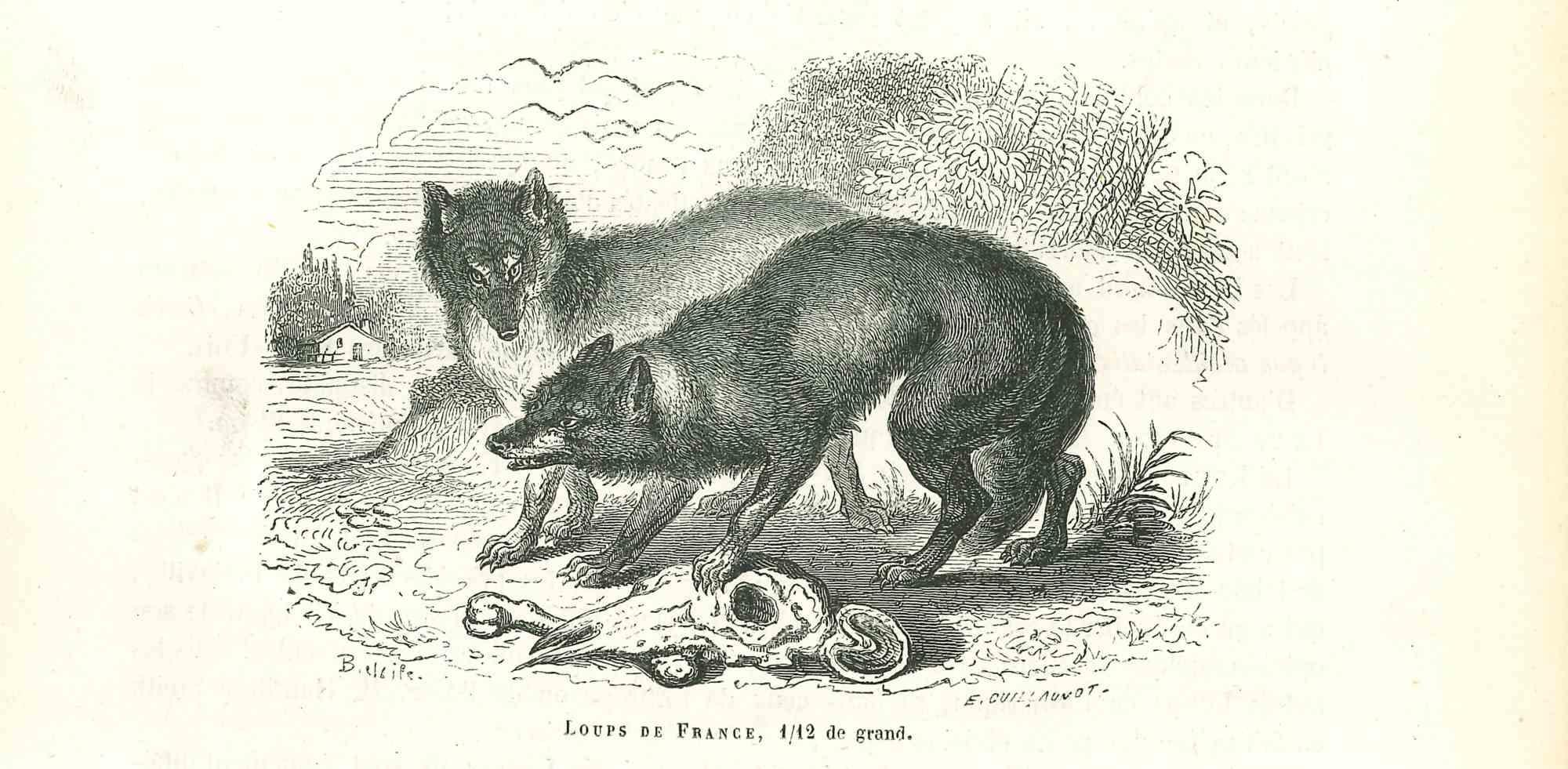 The Wolves is an original lithograph on ivory-colored paper, realized by Paul Gervais (1816-1879). The artwork is from The Series of "Les Trois Règnes de la Nature", and was published in 1854.

Good conditions.

Titled on the lower. With the notes