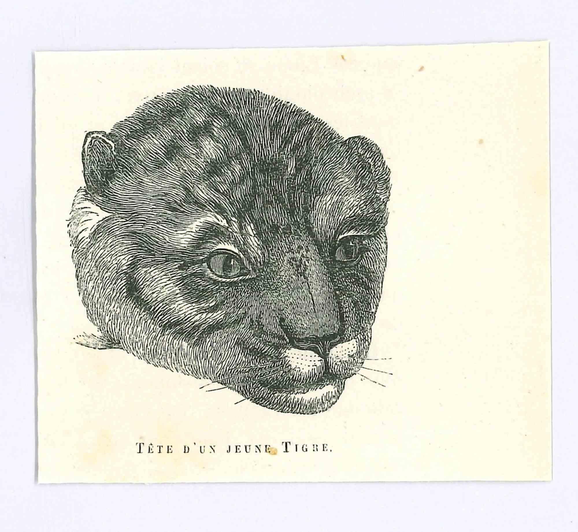 Tigre is an original lithograph on ivory-colored paper, realized by Paul Gervais (1816-1879). The artwork is from The Series of "Les Trois Règnes de la Nature", and was published in 1854.

Good conditions.

Titled on the lower. With the notes on the