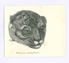 Tigre - Lithographie de Paul Gervais - 1854
