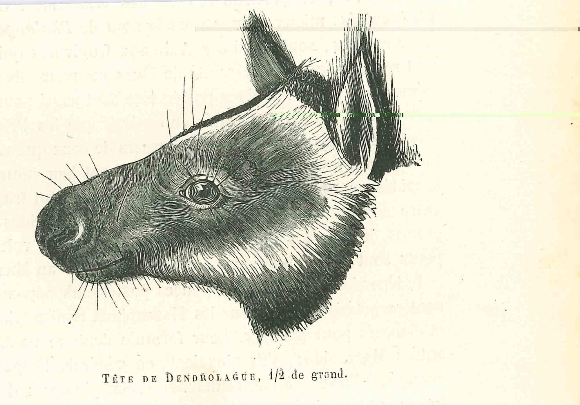 Tree-kangaroo - Original Lithograph by Paul Gervais - 1854